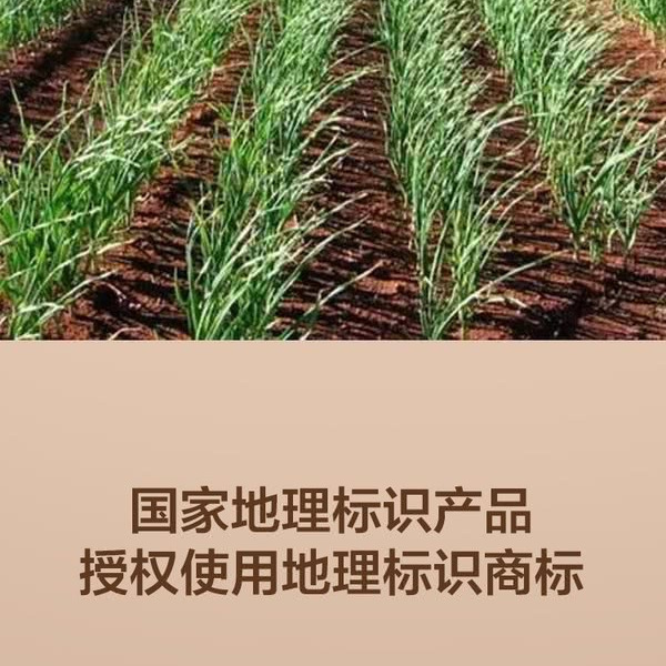 鲜卖郎 金乡鲜蒜蓉（半固态调味料）230g*3瓶 详情图 3